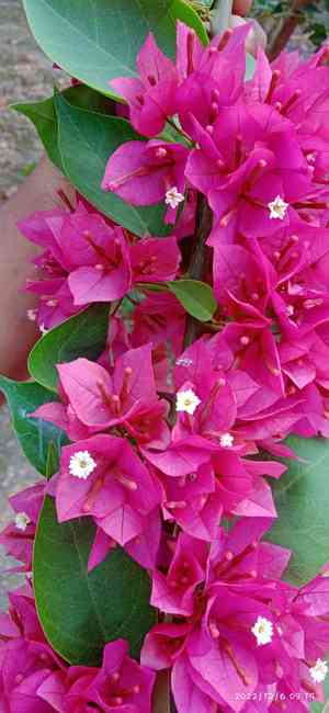 Paperflower(Bougainvillea glabra)