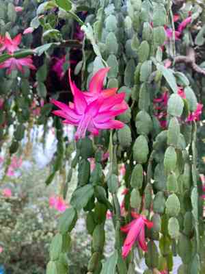False christmas cactus(Schlumbergera truncata)