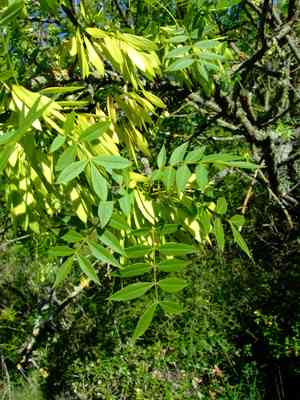 Narrow-leaved ash(Fraxinus angustifolia)