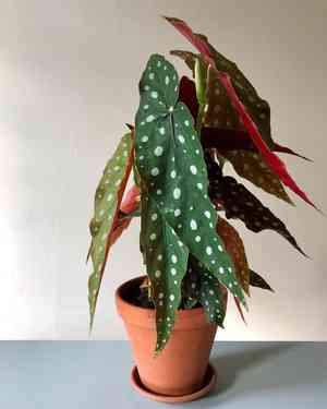 Polka dot begonia(Begonia maculata)