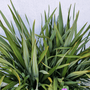 New zealand flax(Phormium tenax)