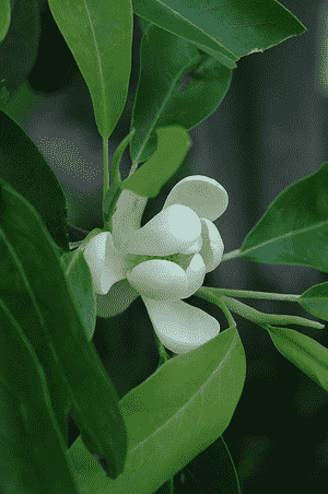 Sweetbay magnolia(Magnolia virginiana)