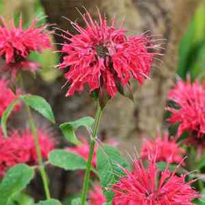 Scarlet beebalm(Monarda didyma)