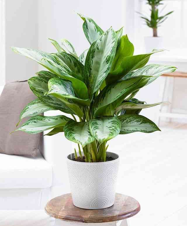 Chinese evergreen(Aglaonema commutatum)