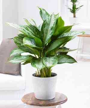 Chinese evergreen(Aglaonema commutatum)