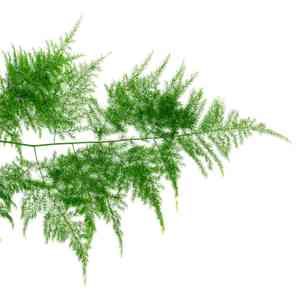 Common asparagus fern(Asparagus setaceus)