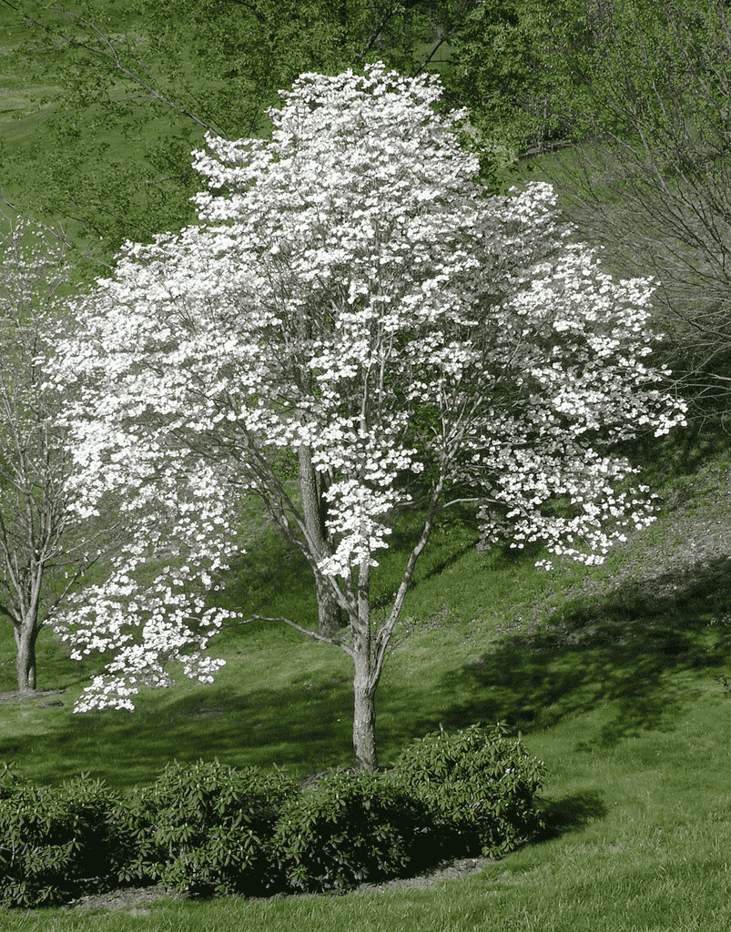 Flowering dogwood(Cornus florida)