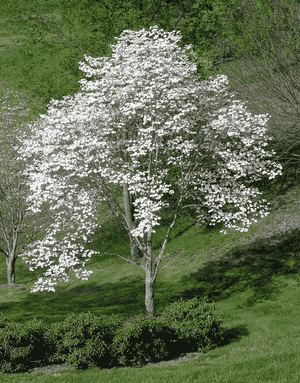 Flowering dogwood(Cornus florida)