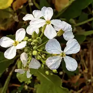 Wild radish(Raphanus raphanistrum)