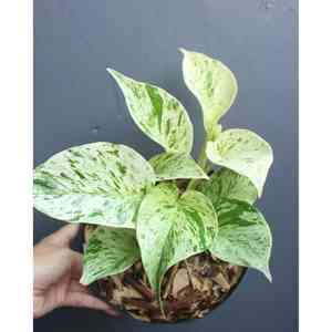 Centipede tongavine(Epipremnum pinnatum)