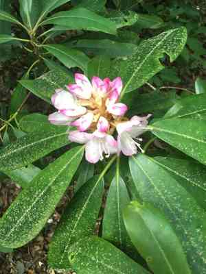 Great laurel(Rhododendron maximum)