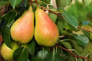Common pear(Pyrus communis)