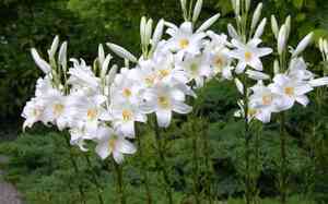Madonna lily(Lilium candidum)