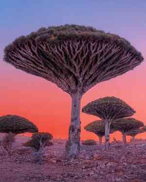 Dragon tree(Dracaena draco)