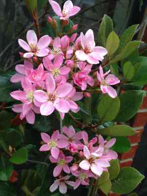 Indian hawthorn(Rhaphiolepis indica)