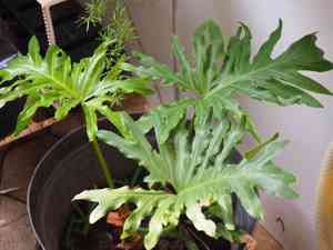 Philodendron bipennifolium(Philodendron bipennifolium)
