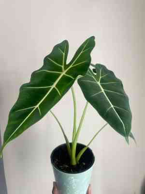 Elephant's ear(Alocasia micholitziana)