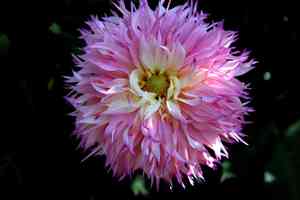 Garden dahlia(Dahlia pinnata)