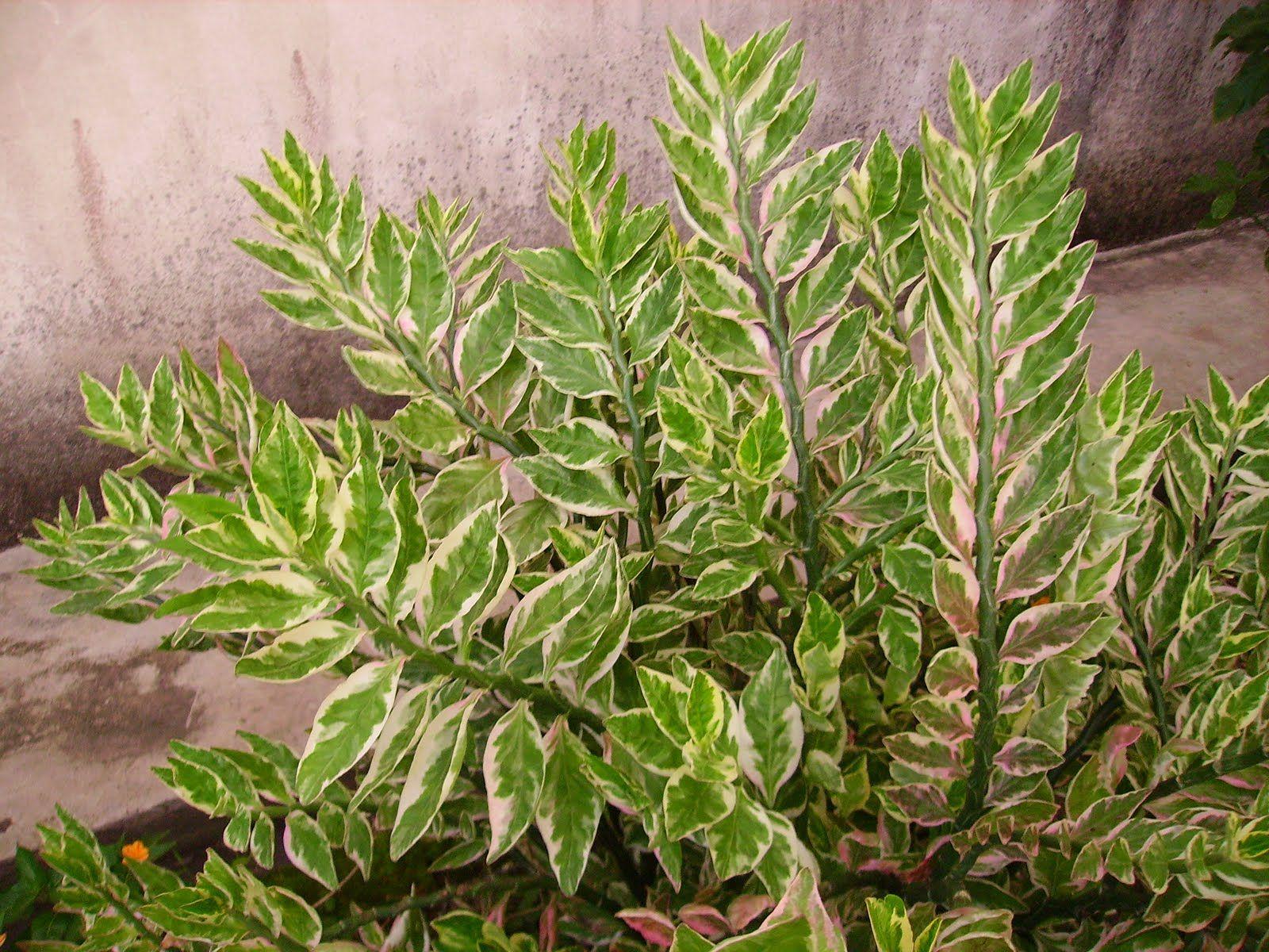Euphorbia tithymaloides