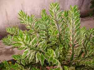 Devil's-backbone(Euphorbia tithymaloides)