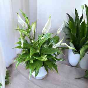 Spathiphyllum wendlandii(Spathiphyllum wendlandii)