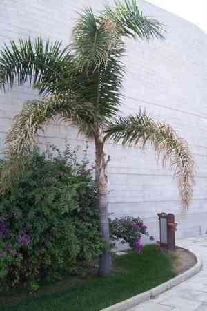 Queen palm(Syagrus romanzoffiana)
