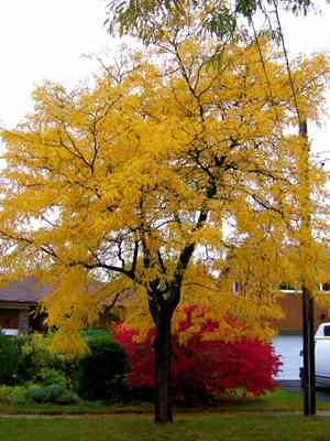 Honey locust(Gleditsia triacanthos)