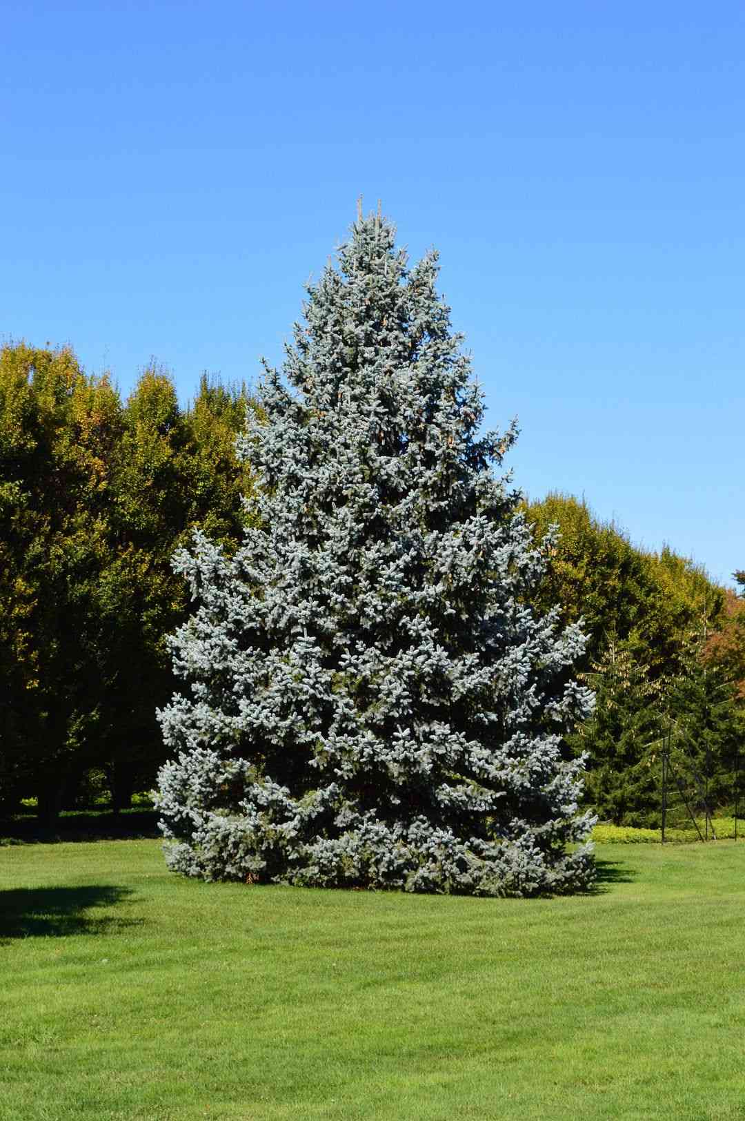 Blue spruce(Picea pungens)