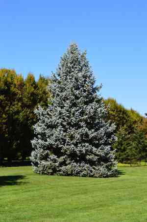 Blue spruce(Picea pungens)