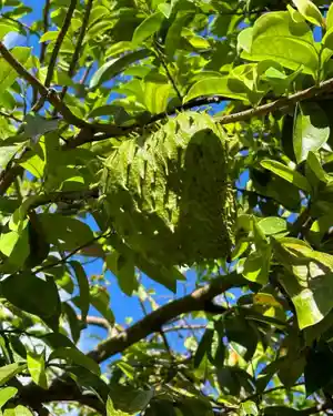 Soursop(Annona muricata)