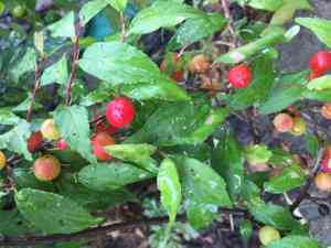 Prunus japonica(Prunus japonica)