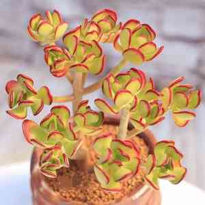 Tree stonecrop(Sedum dendroideum)