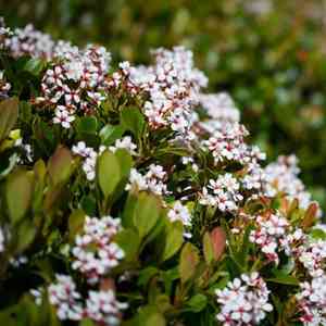 Indian hawthorn(Rhaphiolepis indica)