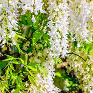 Japanese wisteria(Wisteria floribunda)