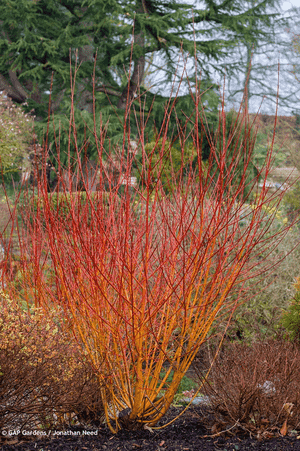 Cornus sanguinea(Cornus sanguinea)