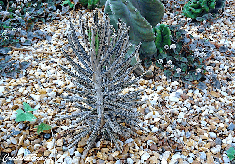 Chandelier plant(Kalanchoe delagoensis)