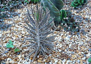 Chandelier plant(Kalanchoe delagoensis)