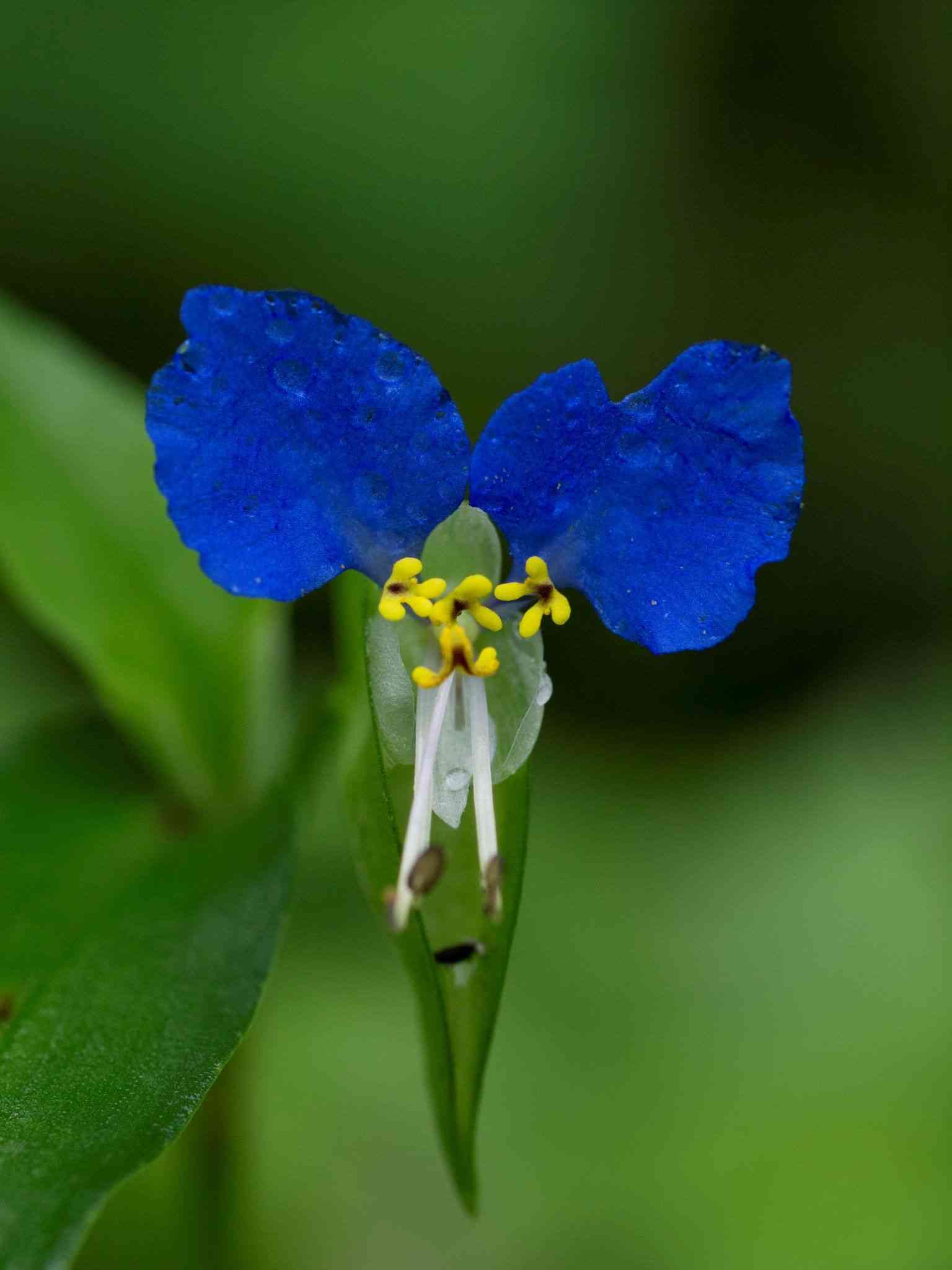 Asiatic dayflower(Commelina communis)