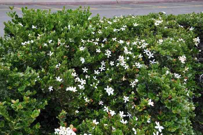Natal plum(Carissa macrocarpa)