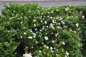 Natal plum(Carissa macrocarpa)