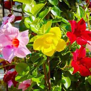 Brazilian jasmine(Mandevilla sanderi)