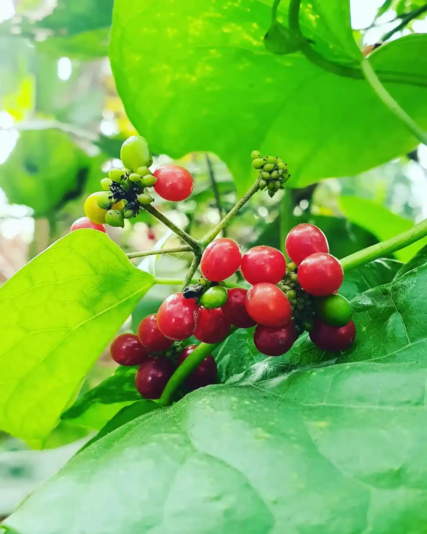 Carolina coralbead(Cocculus carolinus)