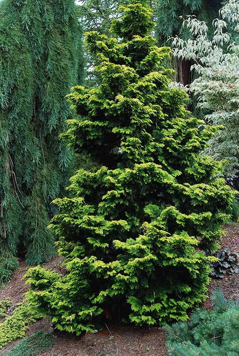 Hinoki cypress(Chamaecyparis obtusa)