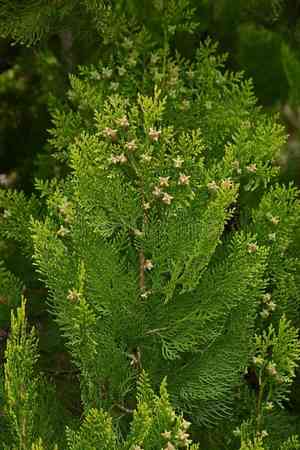 Oriental arborvitae(Platycladus orientalis)