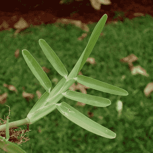 Buffalo grass(Stenotaphrum secundatum)