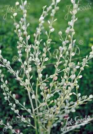 Garden cress(Lepidium sativum)
