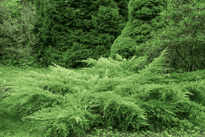 Creeping juniper(Juniperus horizontalis)