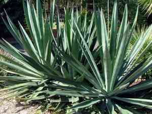 Sisal(Agave sisalana)