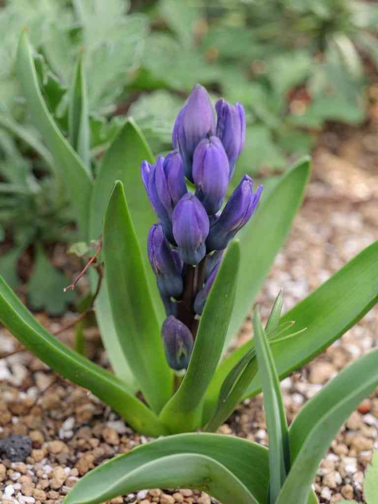 Common hyacinth(Hyacinthus orientalis)