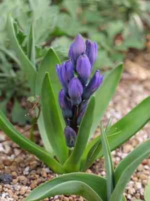 Common hyacinth(Hyacinthus orientalis)